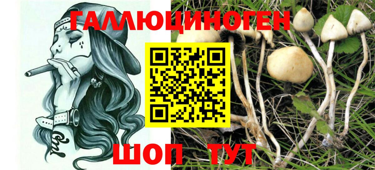 Галлюциногенные грибы Psilocybe  Вход с VPN  Пушкино 